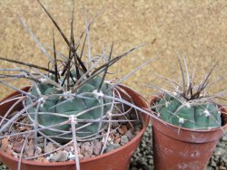 Gymnocalycium armatum, pot 12 cm - 12388580