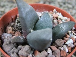 Ariocarpus retusus ? minimus El Ranchito Casilas pot 5,5 cm - 12388621