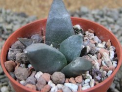 Ariocarpus retusus ? minimus El Ranchito Casilas pot 5,5 cm - 12388622
