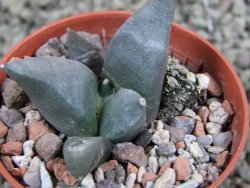 Ariocarpus retusus ? minimus El Ranchito Casilas pot 5,5 cm - 12388623