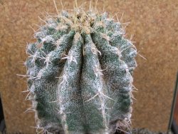 Astrophytum caput medusae X Ferocactus - chimera XXL 12x16 cm - 12388723