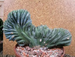 Myrtilocactus geometrizans cristata 16 x V 9 cm - 12388728