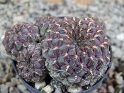 Sulcorebutia pulchra VS 420 pot 5,5 cm