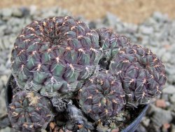 Sulcorebutia pulchra VS 420 pot 5,5 cm - 12388790