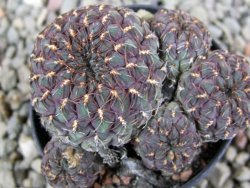 Sulcorebutia pulchra VS 420 pot 5,5 cm - 12388791