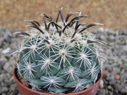 Coryphantha kracikii pot 5,5 cm