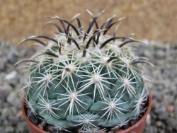 Coryphantha kracikii pot 5,5 cm - 12388917