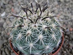 Coryphantha kracikii pot 5,5 cm - 12388918