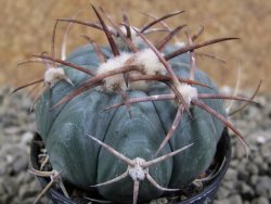 Echinocactus horizonthalonius Cuatro Cienegas, pot 5,5 cm - 12388946