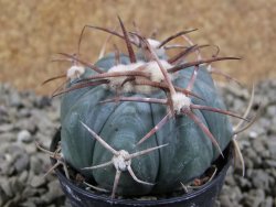 Echinocactus horizonthalonius Cuatro Cienegas, pot 5,5 cm - 12388949
