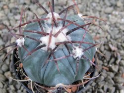 Echinocactus horizonthalonius Cuatro Cienegas, pot 5,5 cm - 12388950