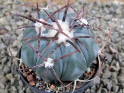 Echinocactus horizonthalonius Cuatro Cienegas, pot 5,5 cm - 12388951