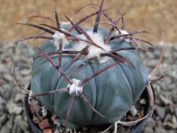 Echinocactus horizonthalonius Cuatro Cienegas, pot 5,5 cm - 12388952