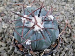 Echinocactus horizonthalonius Cuatro Cienegas, pot 5,5 cm - 12388953