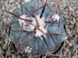 Echinocactus horizonthalonius Cuatro Cienegas, pot 5,5 cm