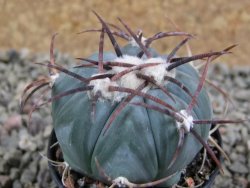 Echinocactus horizonthalonius Cuatro Cienegas, pot 5,5 cm - 12388955