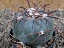 Echinocactus horizonthalonius Cuatro Cienegas, pot 5,5 cm - 12388956