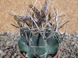 Astrophytum niveum nudum pot 7 cm