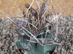 Astrophytum niveum nudum pot 7 cm - 12388971