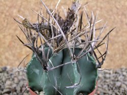 Astrophytum niveum nudum pot 7 cm - 12388972