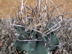Astrophytum niveum nudum pot 7 cm - 12388973