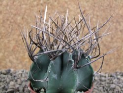 Astrophytum niveum nudum pot 7 cm - 12388974