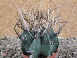 Astrophytum niveum nudum pot 7 cm - 12388975
