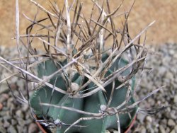 Astrophytum niveum nudum pot 7 cm - 12388976