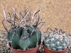 Astrophytum niveum nudum pot 7 cm - 12388977