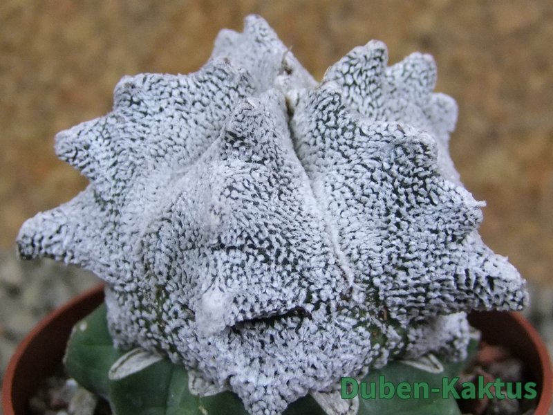 Asrophytum coahuilense Snow Hakuran pot 6,5 cm Roubovaný