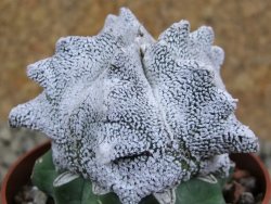 Asrophytum coahuilense Snow Hakuran pot 6,5 cm Roubovaný