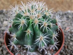 Pelecyphora aseliphormis X Ferocactus - chimera pot 6,5 cm Roubovaná - 12389068