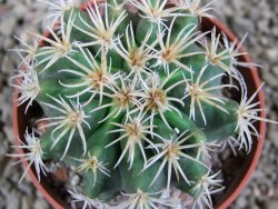 Pelecyphora aseliphormis X Ferocactus - chimera pot 6,5 cm Roubovaná