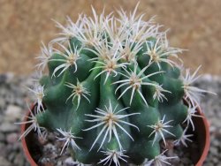 Pelecyphora aseliphormis X Ferocactus - chimera pot 6,5 cm Roubovaná - 12389070