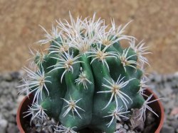 Pelecyphora aseliphormis X Ferocactus - chimera pot 6,5 cm Roubovaná - 12389071