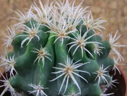 Pelecyphora aseliphormis X Ferocactus - chimera pot 6,5 cm Roubovaná - 12389072