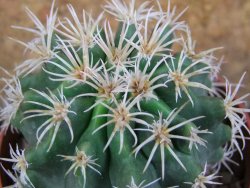 Pelecyphora aseliphormis X Ferocactus - chimera pot 6,5 cm Roubovaná - 12389073