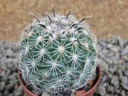 Coryphantha kracikii pot 5,5 cm