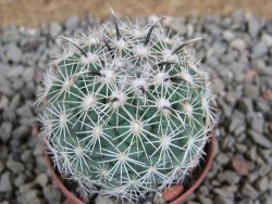 Coryphantha kracikii pot 5,5 cm - 12389248