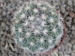 Coryphantha kracikii pot 5,5 cm - 12389249