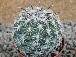 Coryphantha kracikii pot 5,5 cm - 12389250