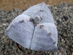 Astrophytum myriostigma tricostatum pot 5,5 cm