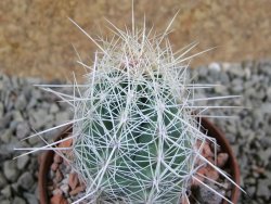 Thelocactus bicolor bolaensis Cerro Bola pot 6,5 cm