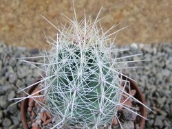 Thelocactus bicolor bolaensis Cerro Bola pot 6,5 cm - 12389300