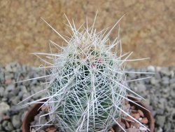 Thelocactus bicolor bolaensis Cerro Bola pot 6,5 cm - 12389301