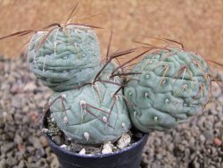 Tephrocactus geometricus pot 5,5 cm
