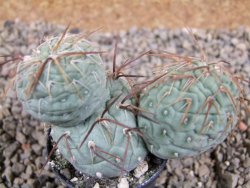 Tephrocactus geometricus pot 5,5 cm - 12389323