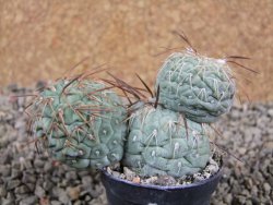 Tephrocactus geometricus pot 5,5 cm - 12389324