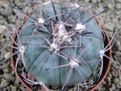 Echinocactus horizonthalonius Castaňas, pot 7 cm