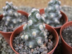 Tephrocactus molinensis pot 5,5 cm